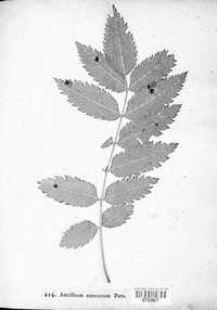 Gymnosporangium cornutum image